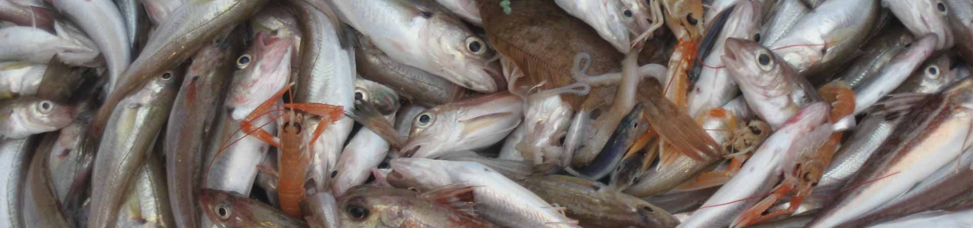 A mixed trawl catch in the Irish Sea with white fish, flatfish, crustaceans and cephalopods