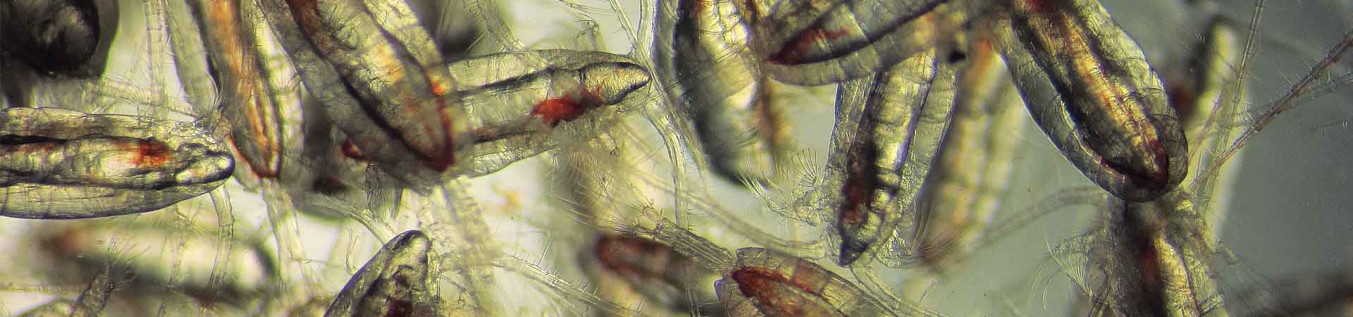 Microscope photo of several calanoid copepods (animal plankton) from the Arctic