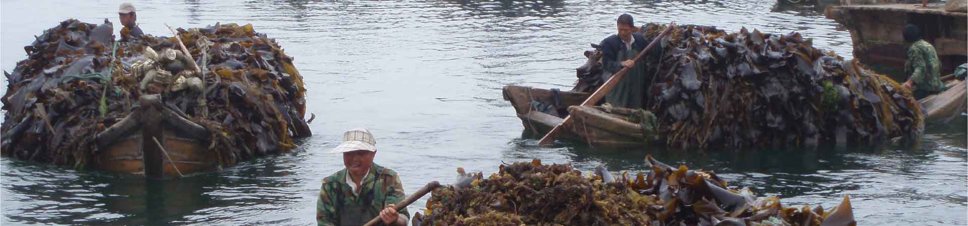 Seaweed collection from farms in China