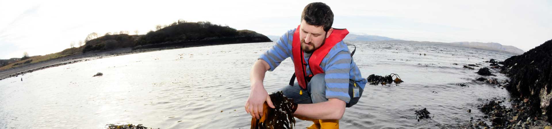 Coastal ecologist sampling seaweed