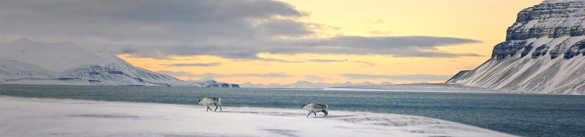 Image showing reindeer on an Arctic fjord 