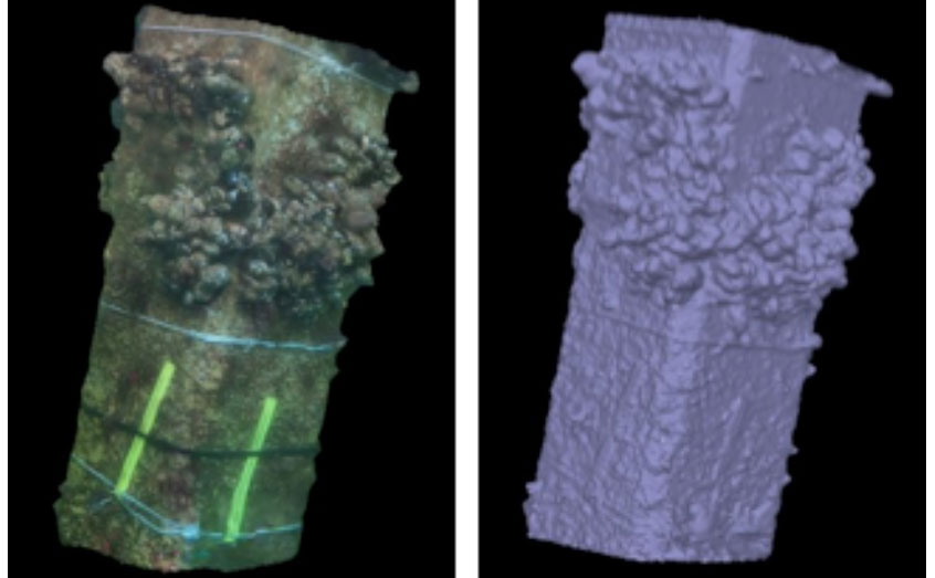 3D photogrammetry of mussels on a concrete leg