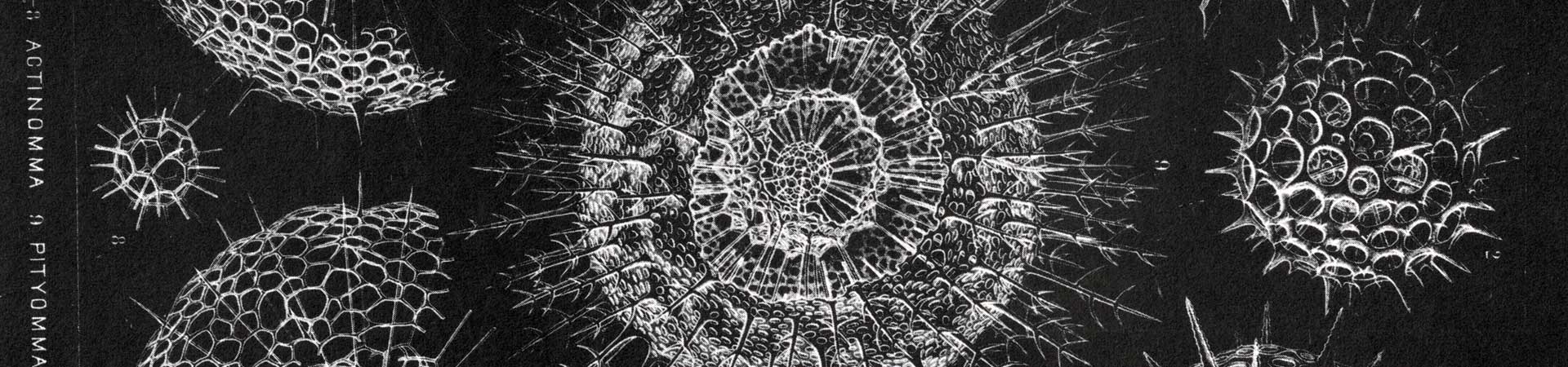 Drawings of skeletons of microorganisms