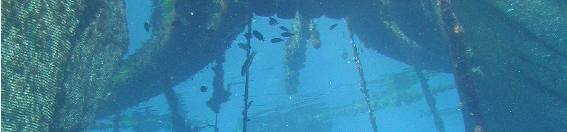 Underwater image of two nets of a Mediterranean fish farm