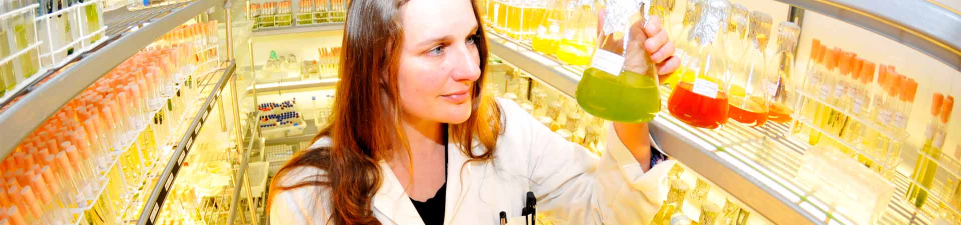 Image of a female scientists with flasks in our algal culture collection 