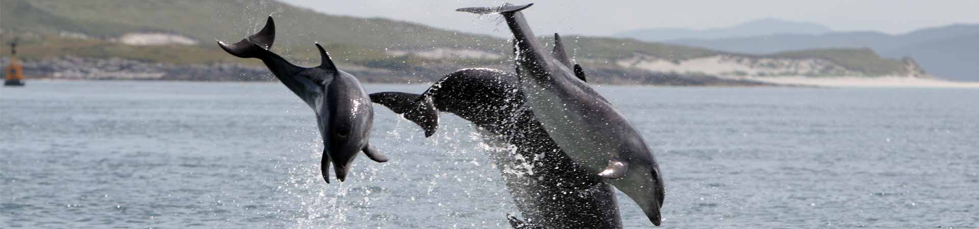 Dolphins jumping out of the water exuding joy near land