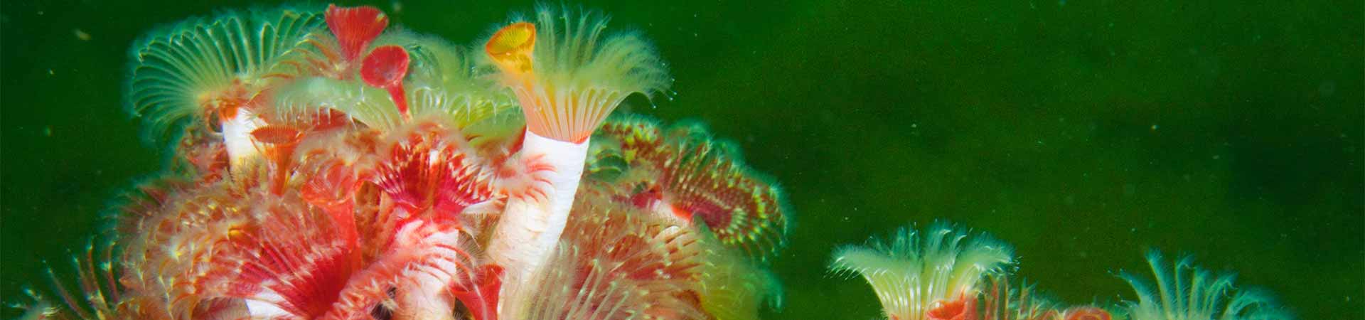 Serpulid worms very occasionally form reefs and then attract protection - like these beautiful specimen from Loch Creran