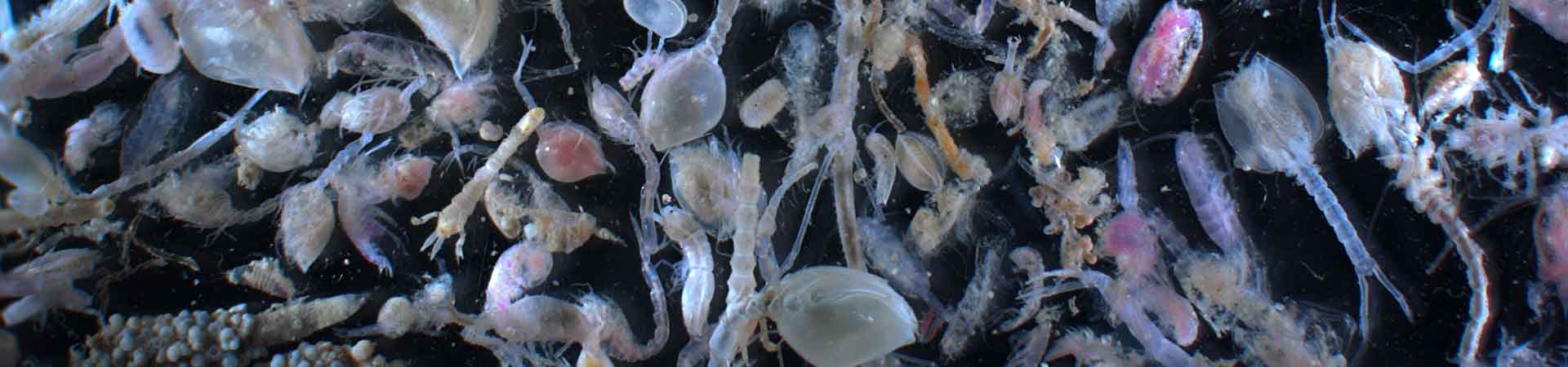 Small crustaceans picked out from a sediment sample