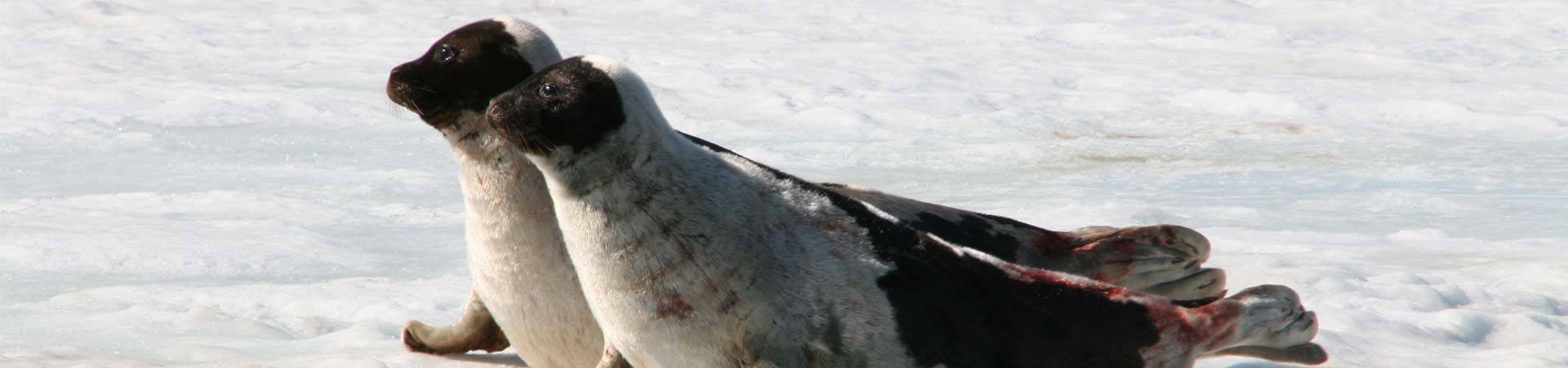 Photo of two Arctic seals