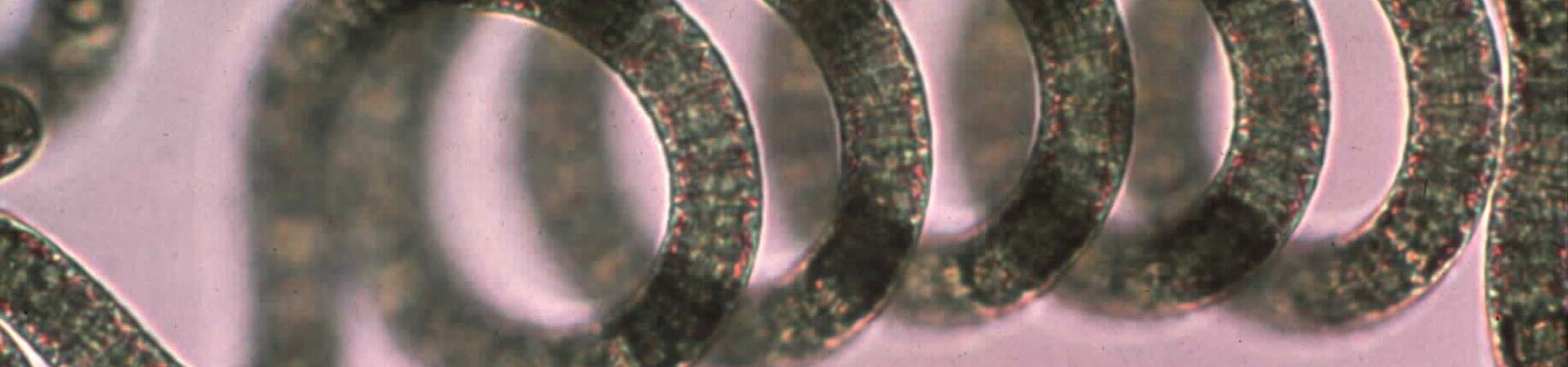 Image of the spiralling microalga Spirulina