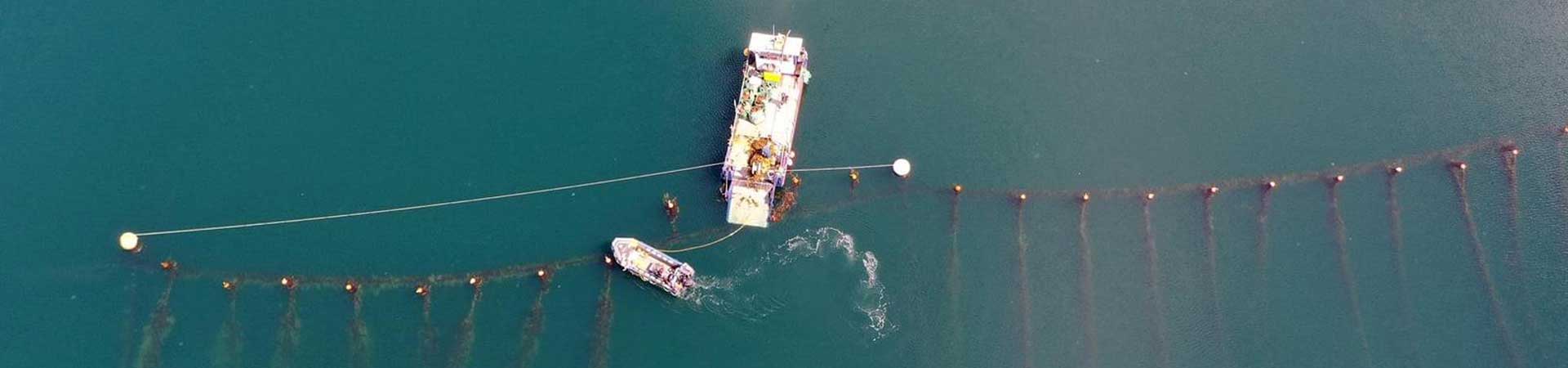 Drone image showing the SAMS seaweed farm during harvest