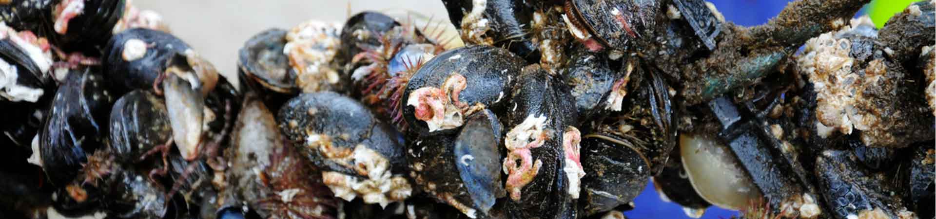 Mussels grown on a line in Loch Fyne newly harvested