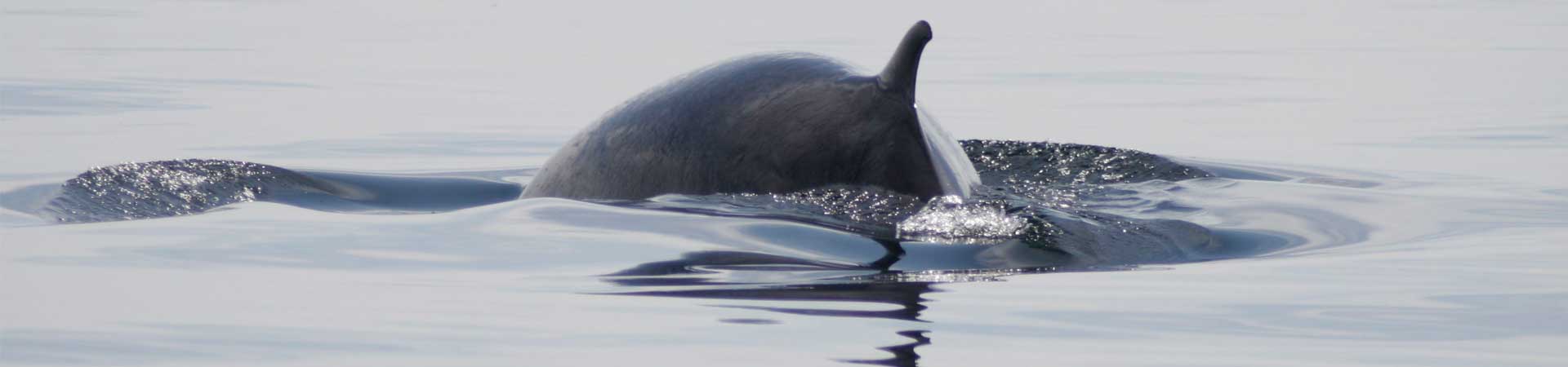 Minke whale dorsal fin at sea surface