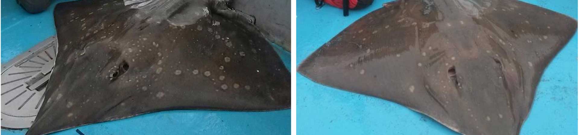 Flapper skate photographed on the deck of a fishing vessel, demonstrating that each skate has a different pattern of spots that they can be identified by