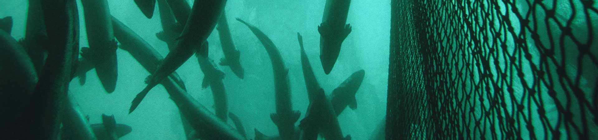 Underwater photograph of a fish farm in Mediterranean clear water