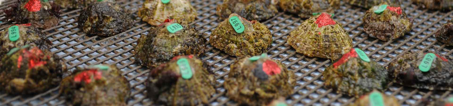 Several limpets marked with red and bearing green tags ready for behavioural study