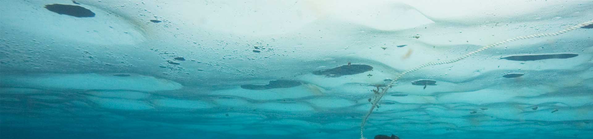 View from underneath the Arctic sea ice with some ice algae attaching to the underside of floes