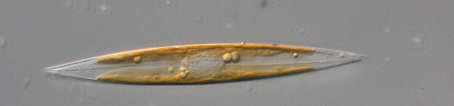 Microscope image of H. vitrea by Cecilia Rad Menendez