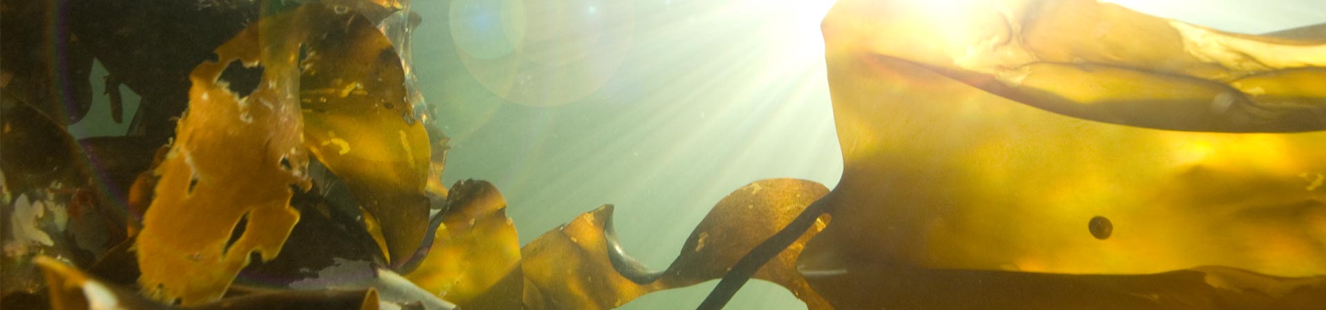 Underwater image showing seaweed fronts waving in current near water surface
