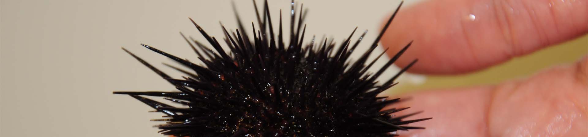 Sea urchin farmed in the SAMS aquarium
