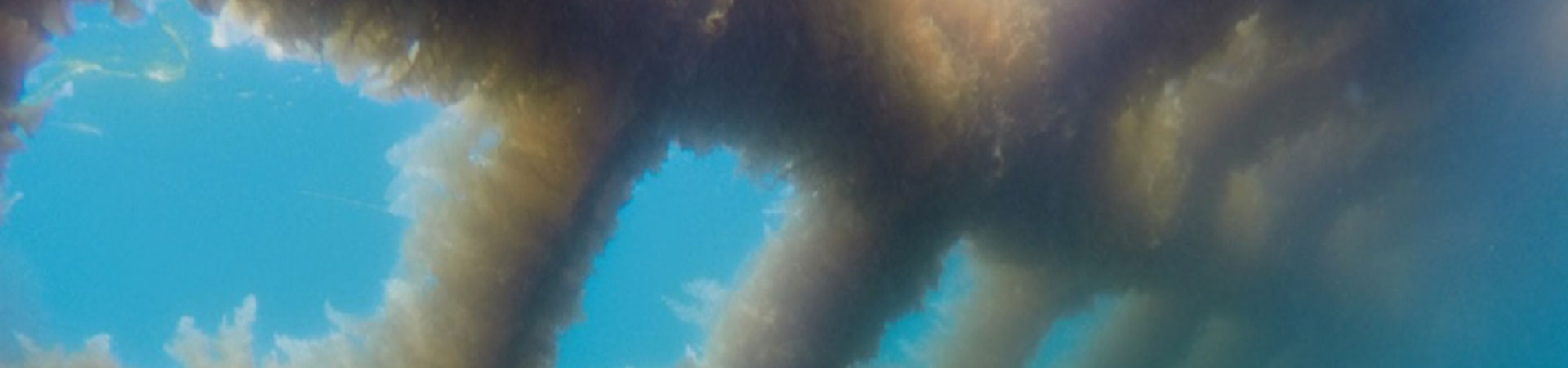 Underwater photo of a seaweed farm