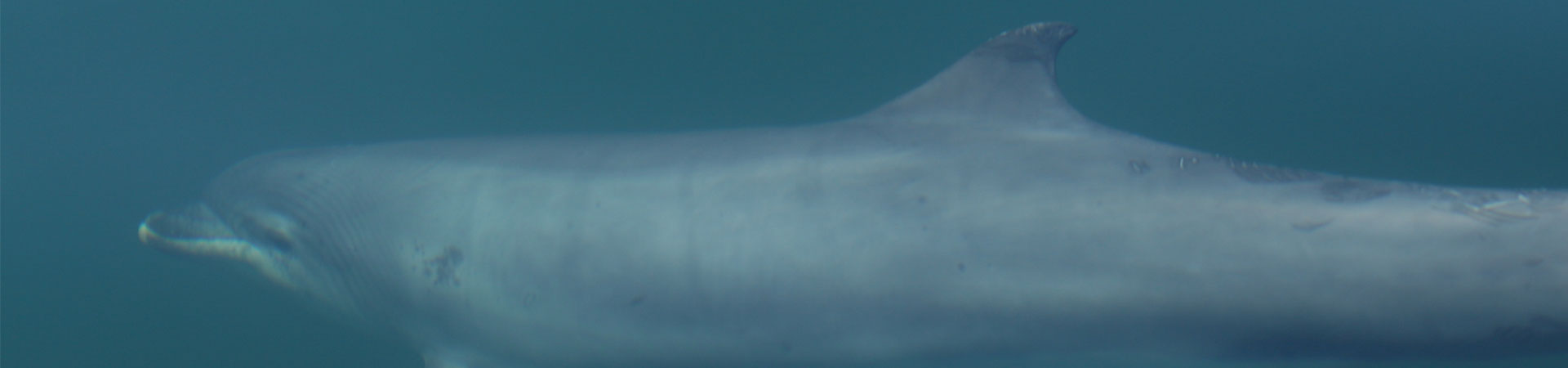 Photo of dolphin underwater