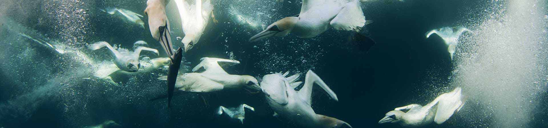 Gannets diving to catch makerels in the waters around Shetland - photo by Richard Shucksmith