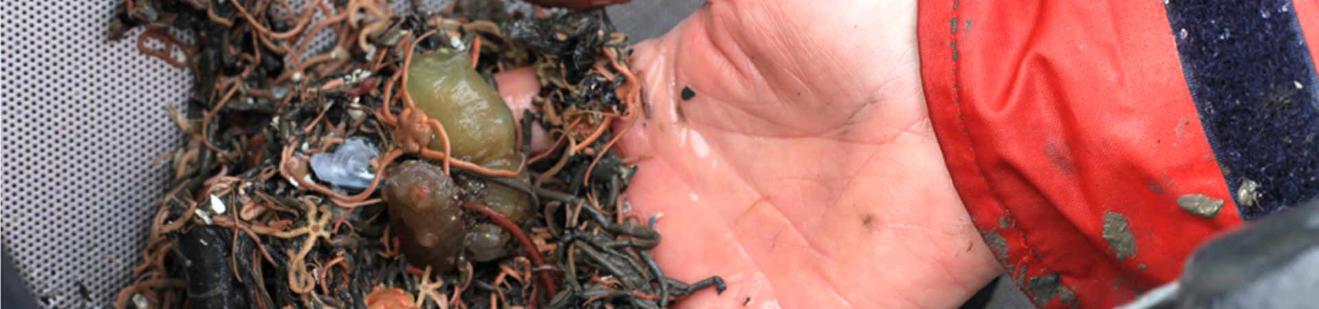 Marine fauna of sizeable diversity on a person's hand