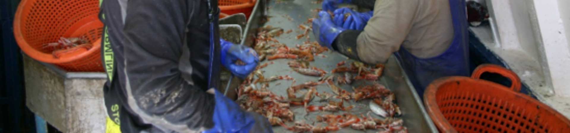 Fishermen sorting catch of Nephrops norvegicus