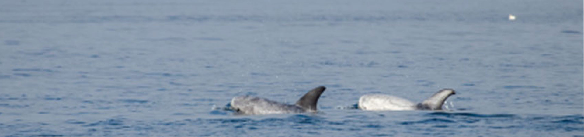 Two Risso's dolphins swimming next to each other at the sea surface near a Scottish beach