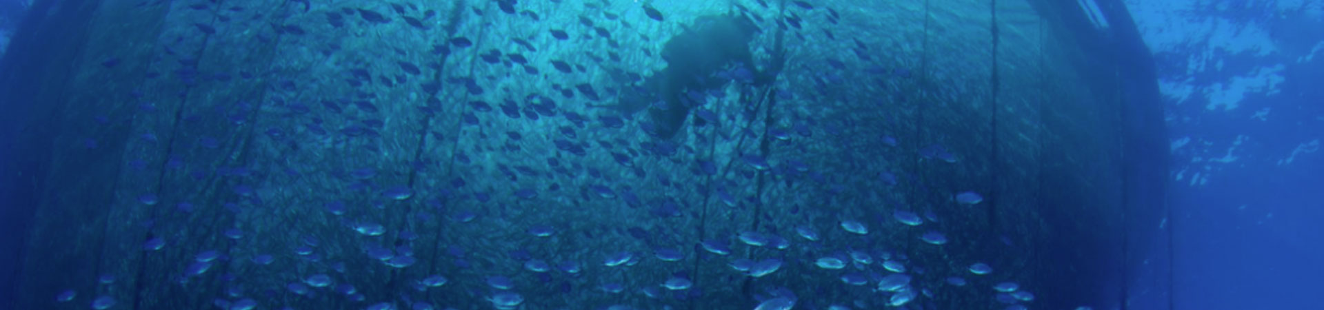 Photo taken from below a fishfarm cage looking upwards with fish inside and outside the cage and a diver