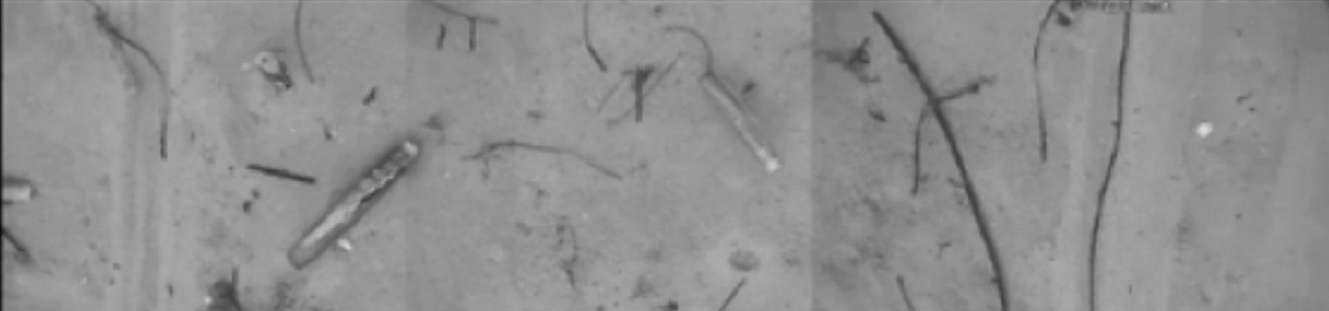 Still from video of seabed showing razor clams emerging in response to electrofishing. Total image width = 1.5 m