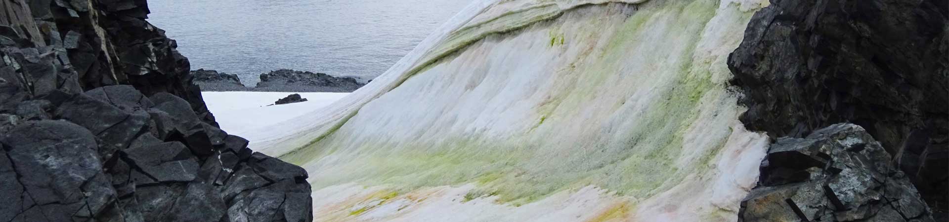 Photo of green snow algae on the Antarctic peninsula
