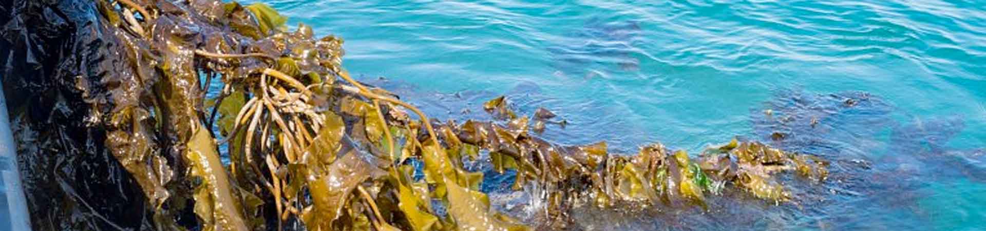 Seaweed being pulled from the farm onto the boat