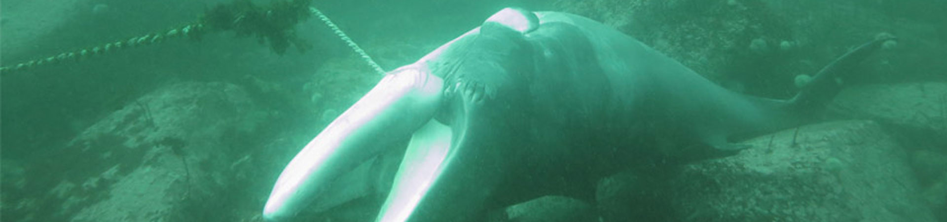 A dead whale on the seabed entangled by some rope