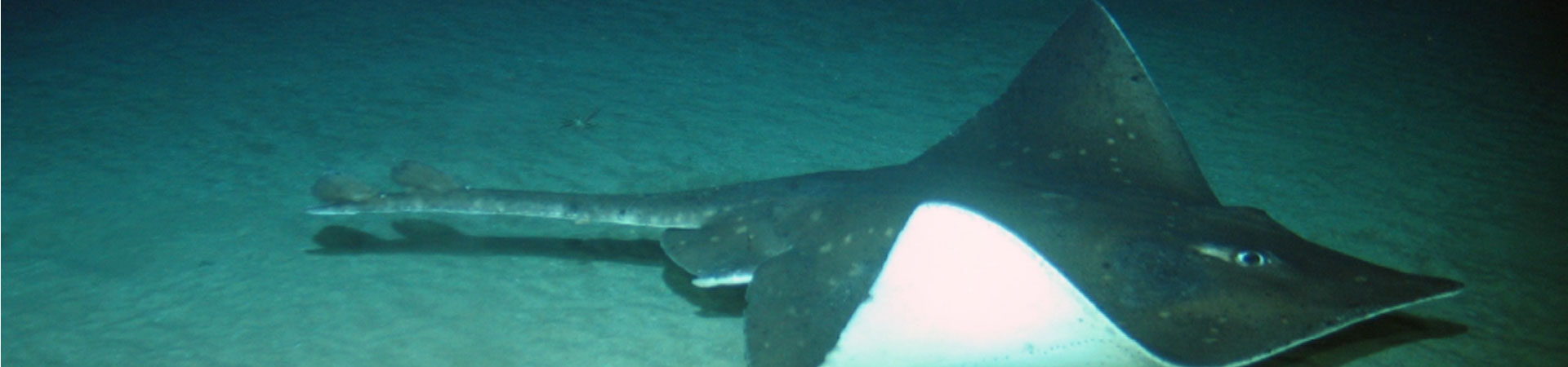 An individual flapper skate swimming near the seabed