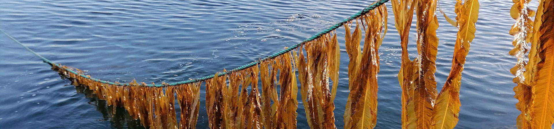 puling in a line of seaweed during a seaweed harvest