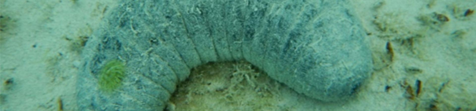Photo of a farmed sea cucumber