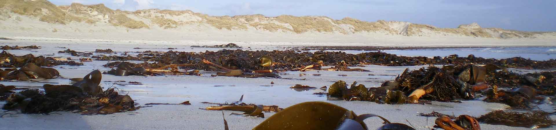 White sandy beach on outer Hebrides full of beached kelp