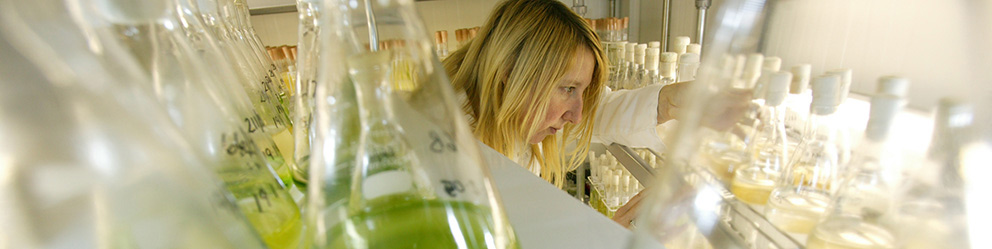 CCAP technician Debi in one of the walk-in temperature controlled rooms of the Culture Collection of Algae and Protozoa.