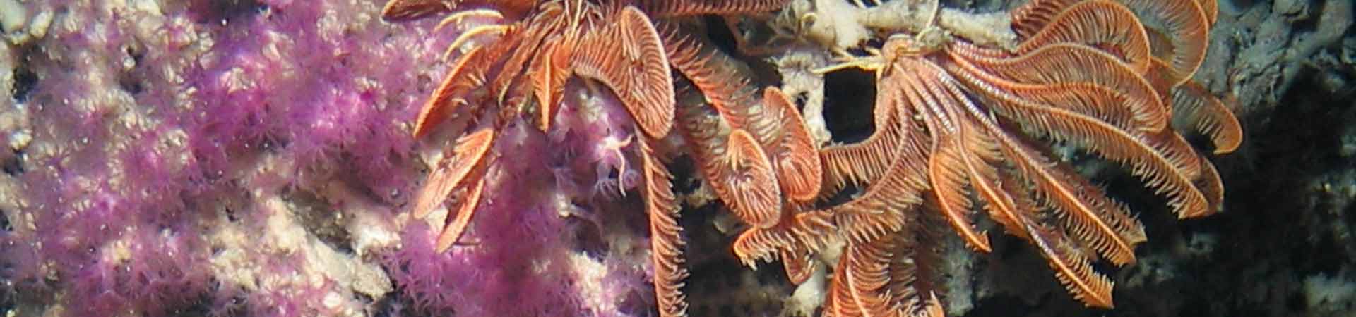 Photo showing benthic biodiversity in deep waters
