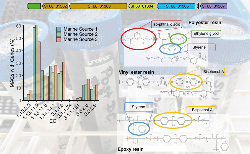 top, enzymes in an operon (not real to this project); bottom-left, the number of genomes (from algae - but I've hidden this) that have genes that could attack resins; bottom-right, the chemistry of resins we are targeting; background image is the resin composites in their 'bait traps' I deployed in the marine environment for 11 weeks to capture bacteria that might attach to and degrade resin. top, enzymes in an operon (not real to this project); bottom-left, the number of genomes (from algae - but I've hidden this) that have genes that could attack resins; bottom-right, the chemistry of resins we are targeting; background image is the resin composites in their 'bait traps' I deployed in the marine environment for 11 weeks to capture bacteria that might attach to and degrade resin.