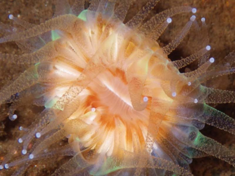 The aquarium is used to raise and experiment on a range of species including cnidarians