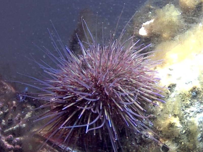 SAMS has a long history of growing sea urchins