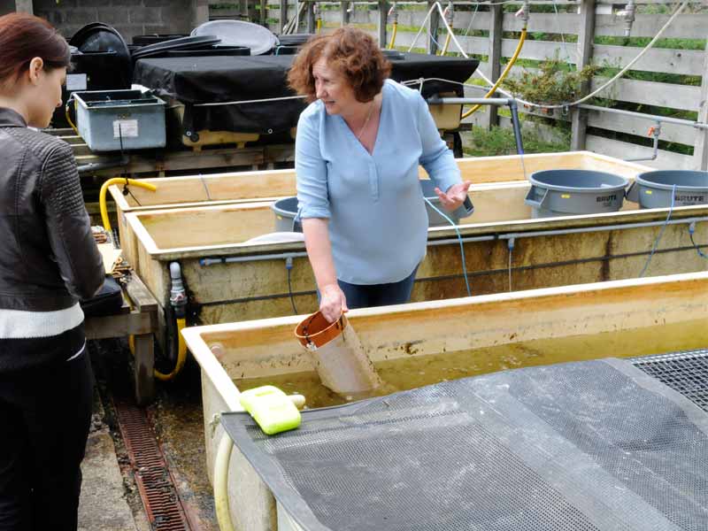 Six outside raceway tanks to grow marine life in natural weather conditions