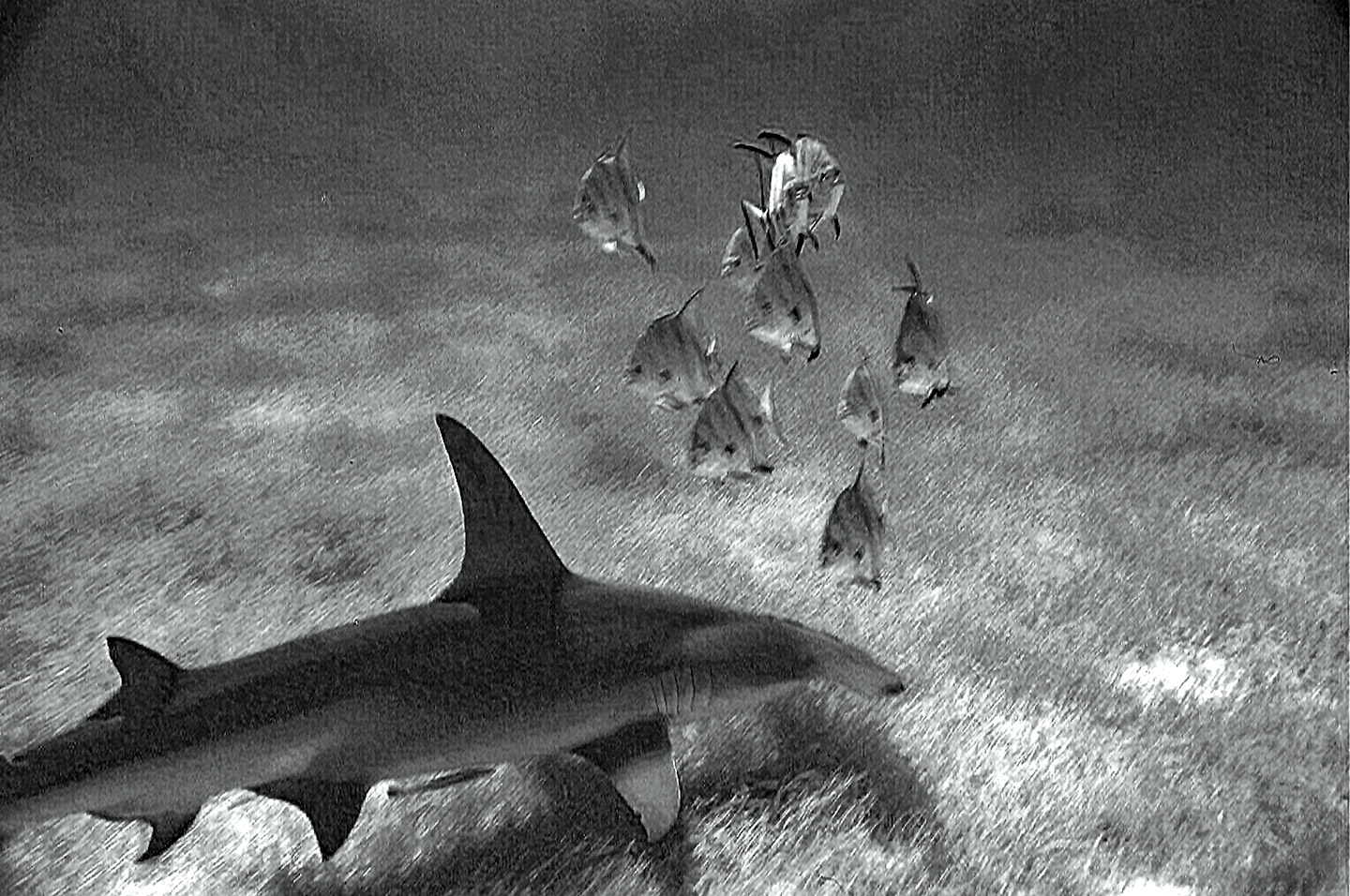 hammerhead shark hammerhead shark