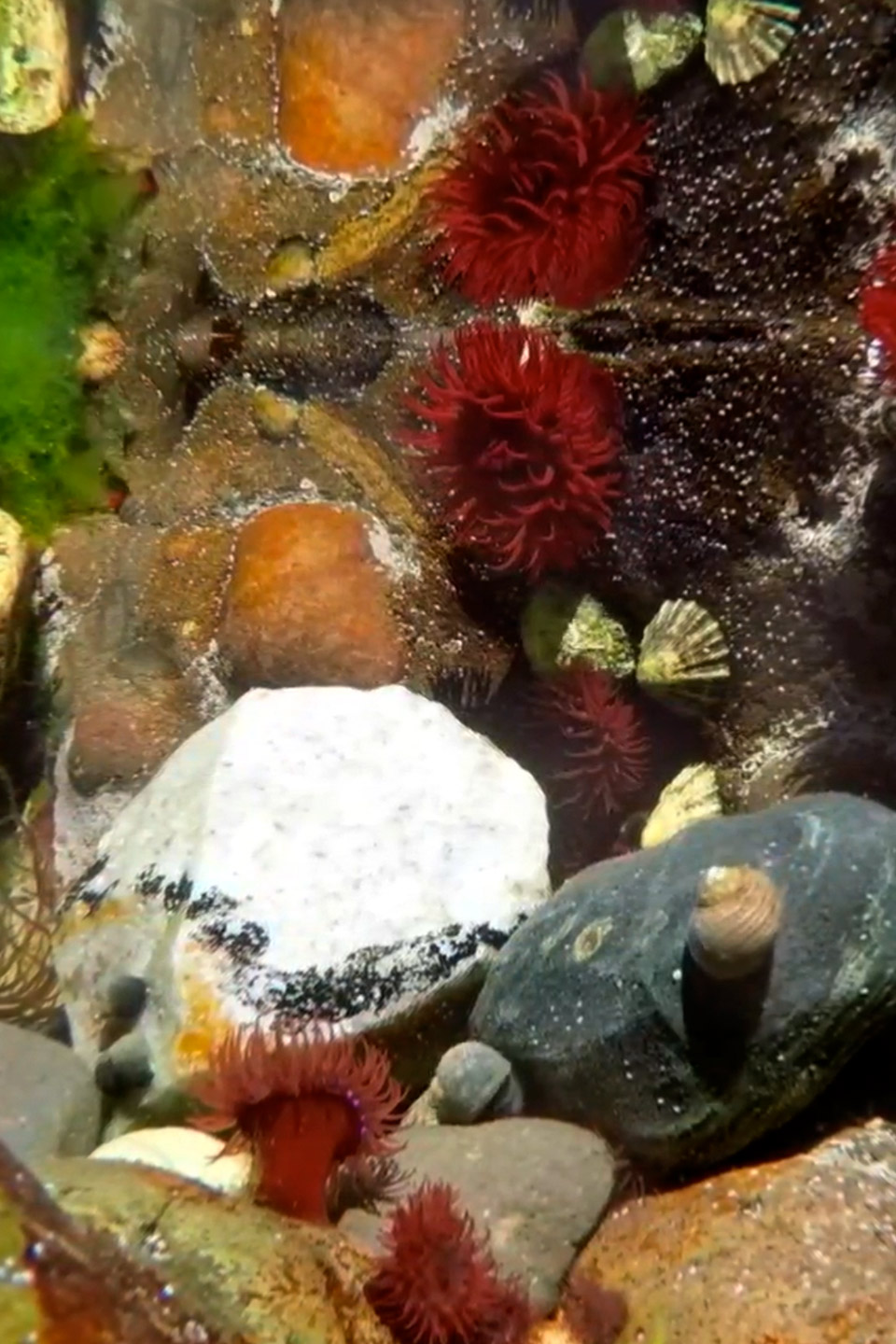 Callum rockpool Callum rockpool