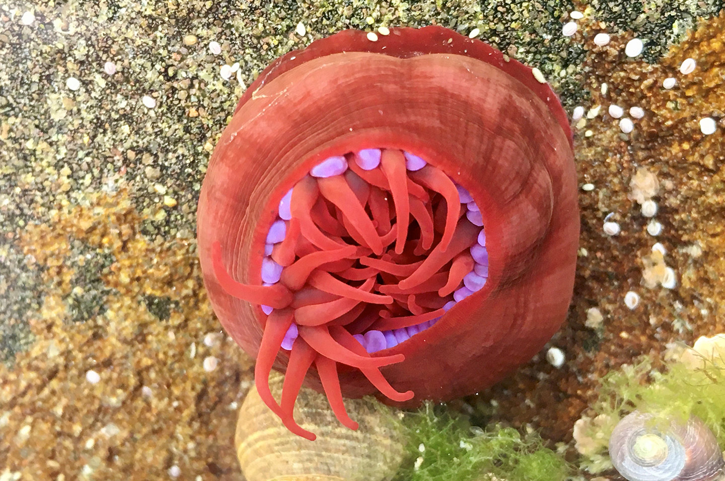 cathy-anemone cathy-anemone