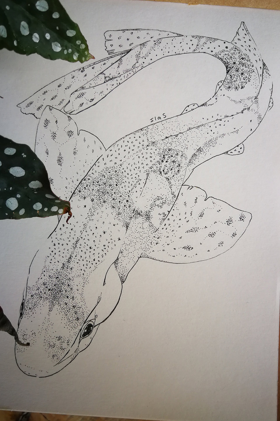 dogfish dogfish