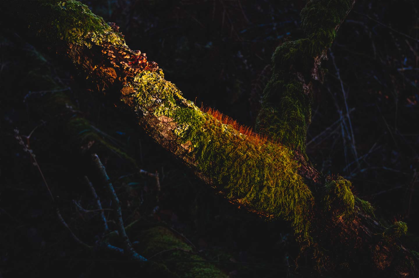 into the woods into the woods